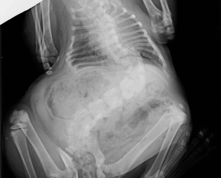 This Chonky-Looking Cat Was About To Be Put Down Because Of Her Condition, Got Rescued By The Vet This Chonky-Looking Cat Was About To Be Put Down Because Of Her Condition, Got Rescued By The Vet