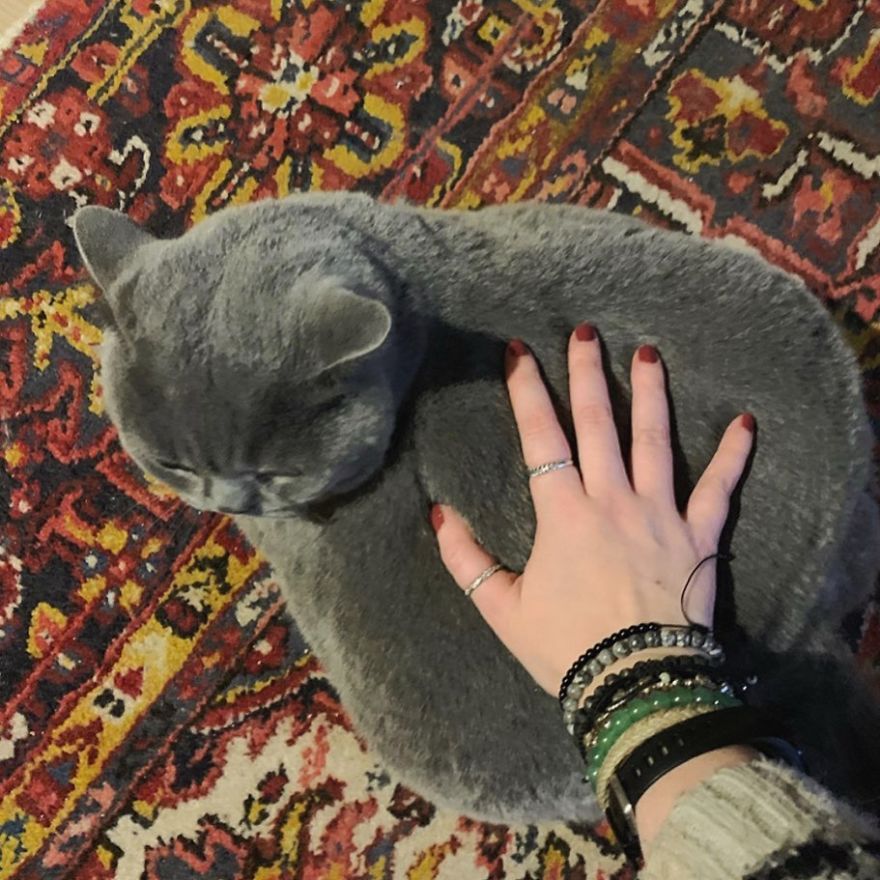 This Chonky-Looking Cat Was About To Be Put Down Because Of Her Condition, Got Rescued By The Vet