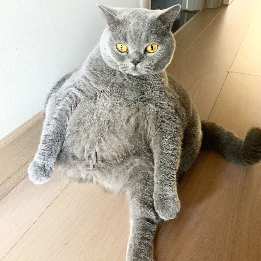 This Chonky-Looking Cat Was About To Be Put Down Because Of Her Condition, Got Rescued By The Vet This Chonky-Looking Cat Was About To Be Put Down Because Of Her Condition, Got Rescued By The Vet