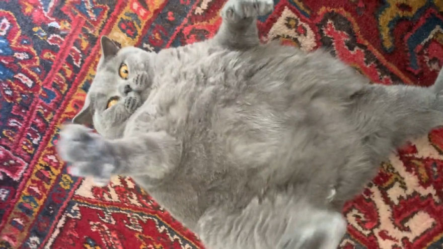 This Chonky-Looking Cat Was About To Be Put Down Because Of Her Condition, Got Rescued By The Vet