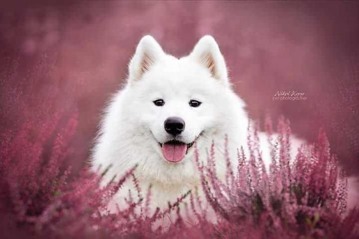 Photographer Nikol Kopp Takes Dreamy Portraits Her White Dog