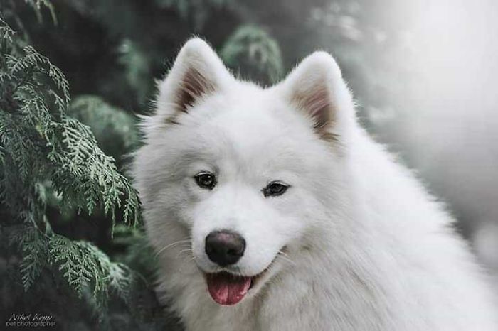 Photographer Nikol Kopp Takes Dreamy Portraits Her White Dog