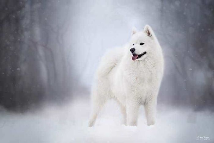 Photographer Nikol Kopp Takes Dreamy Portraits Her White Dog