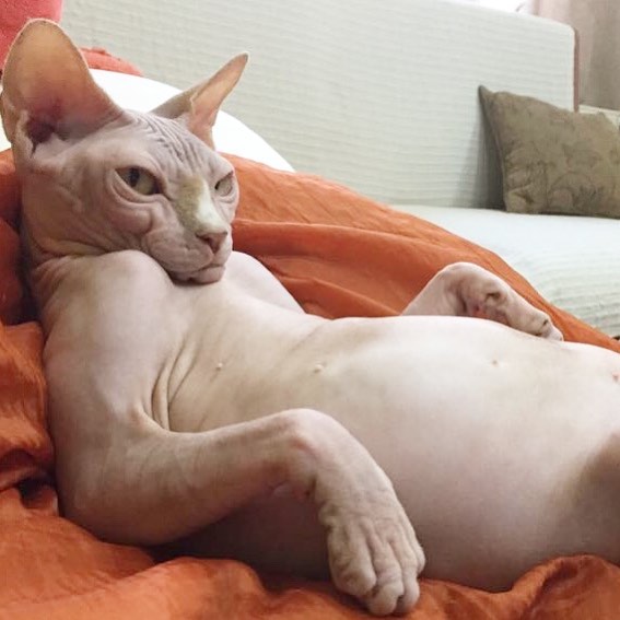 Slave, You Better Rub This Belly Or I Will Be Grumpy All Weekend