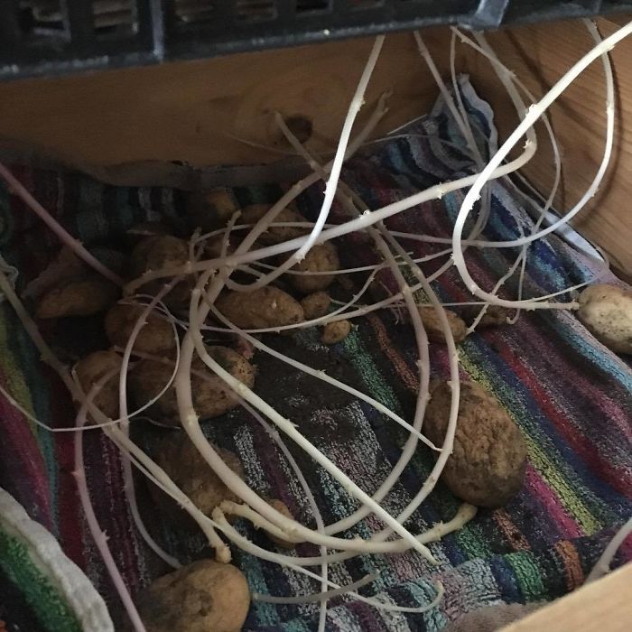 Ooops! Best Get Planting!!! These Are Well And Truly Chitted