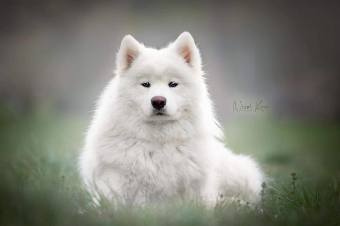 Photographer Nikol Kopp Takes Dreamy Portraits Her White Dog