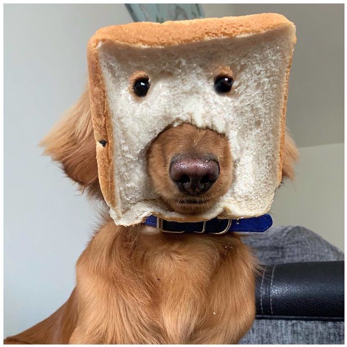 Who Benji? He’s 100% Purebread