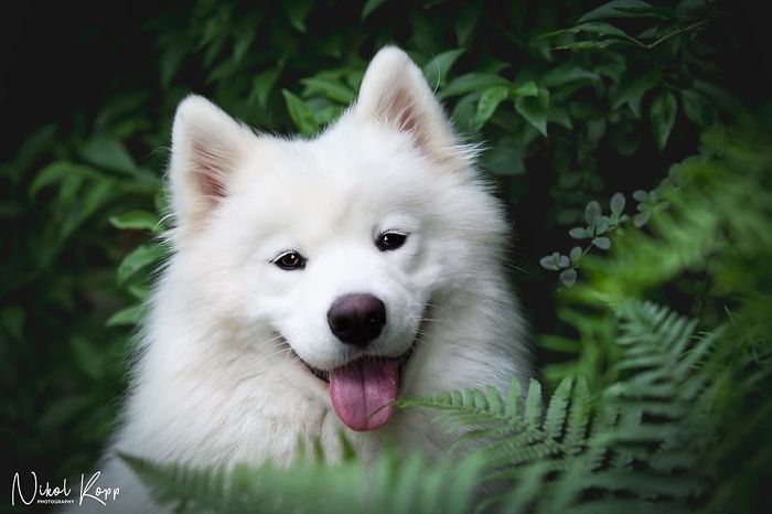 Photographer Nikol Kopp Takes Dreamy Portraits Her White Dog