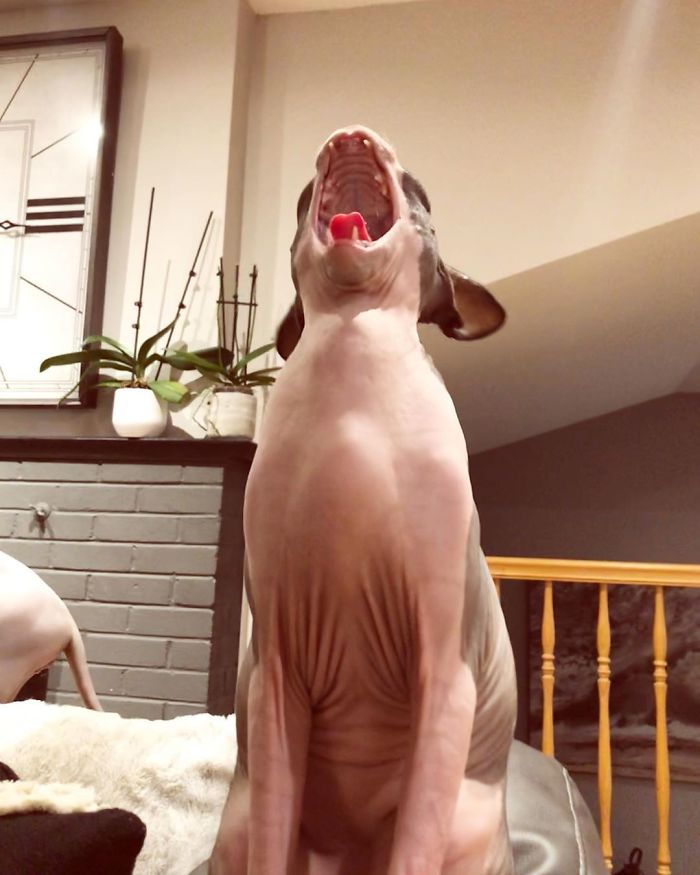 My Little Monster Talking To The Sealing