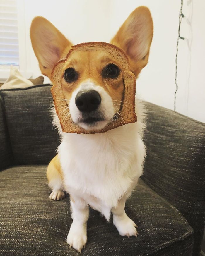 I Think The Humans Have Gone Mad