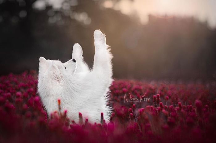 Photographer Nikol Kopp Takes Dreamy Portraits Her White Dog