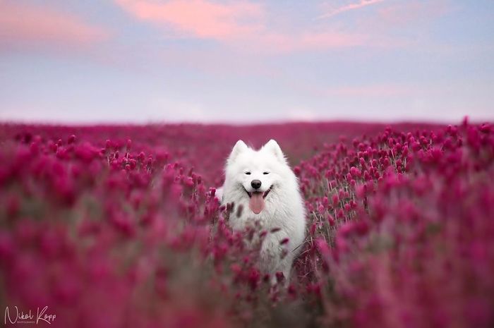 Photographer Nikol Kopp Takes Dreamy Portraits Her White Dog