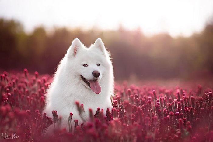 Photographer Nikol Kopp Takes Dreamy Portraits Her White Dog