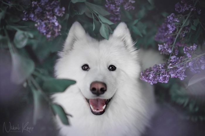 Photographer Nikol Kopp Takes Dreamy Portraits Her White Dog
