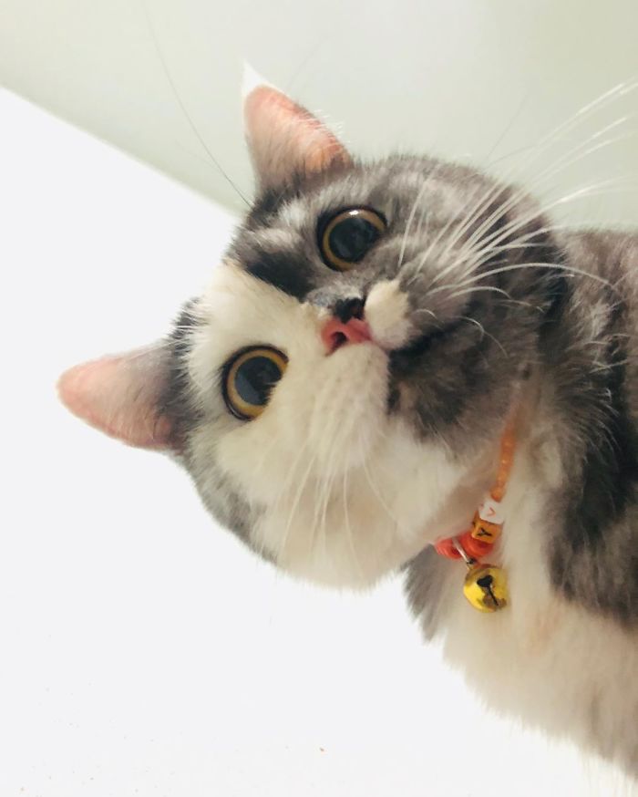 Meet ‘Chimera,’ The Cat Who Has A Unique Face And A Cuddly Personality Meet ‘Chimera,’ The Cat Who Has A Unique Face And A Cuddly Personality