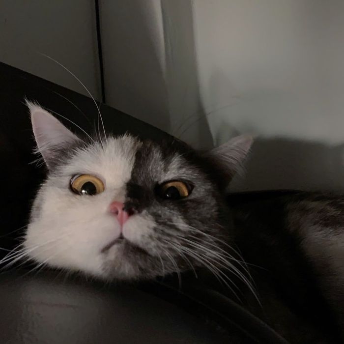 Meet ‘Chimera,’ The Cat Who Has A Unique Face And A Cuddly Personality Meet ‘Chimera,’ The Cat Who Has A Unique Face And A Cuddly Personality