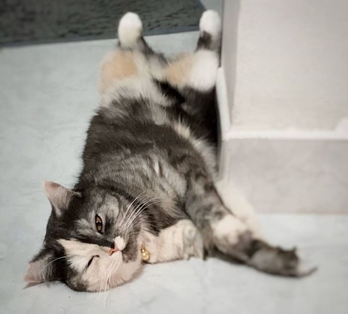 Meet ‘Chimera,’ The Cat Who Has A Unique Face And A Cuddly Personality Meet ‘Chimera,’ The Cat Who Has A Unique Face And A Cuddly Personality