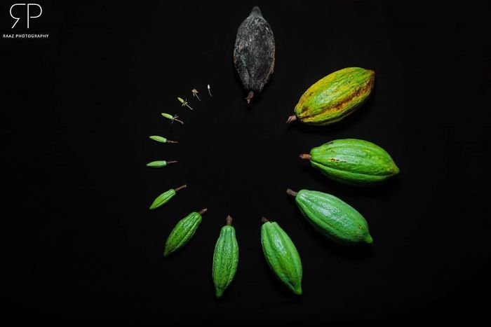 Cacao Life Cycle