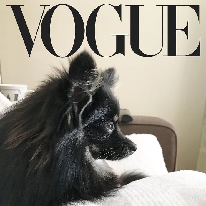 Vogue-Cover-Pets-Challenge