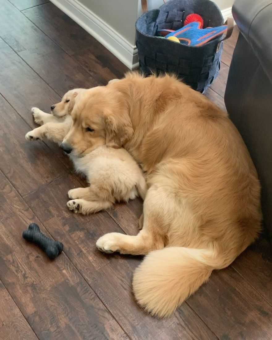 These Adorable Dogs Love Using Each Other As Pillows (26 Pics)