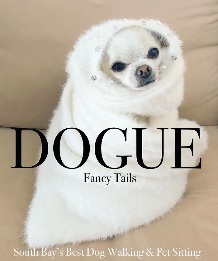 Vogue-Cover-Pets-Challenge