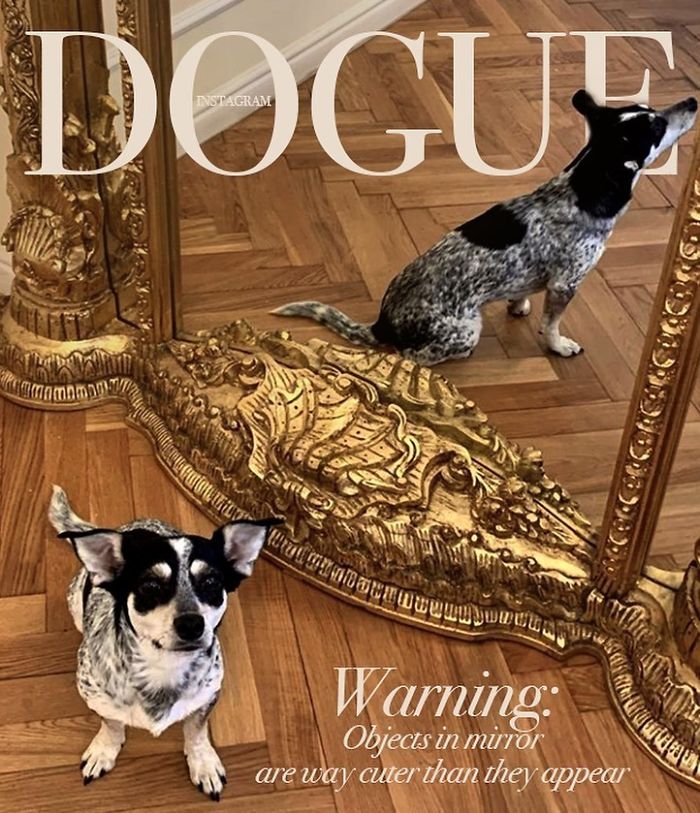 Vogue-Cover-Pets-Challenge