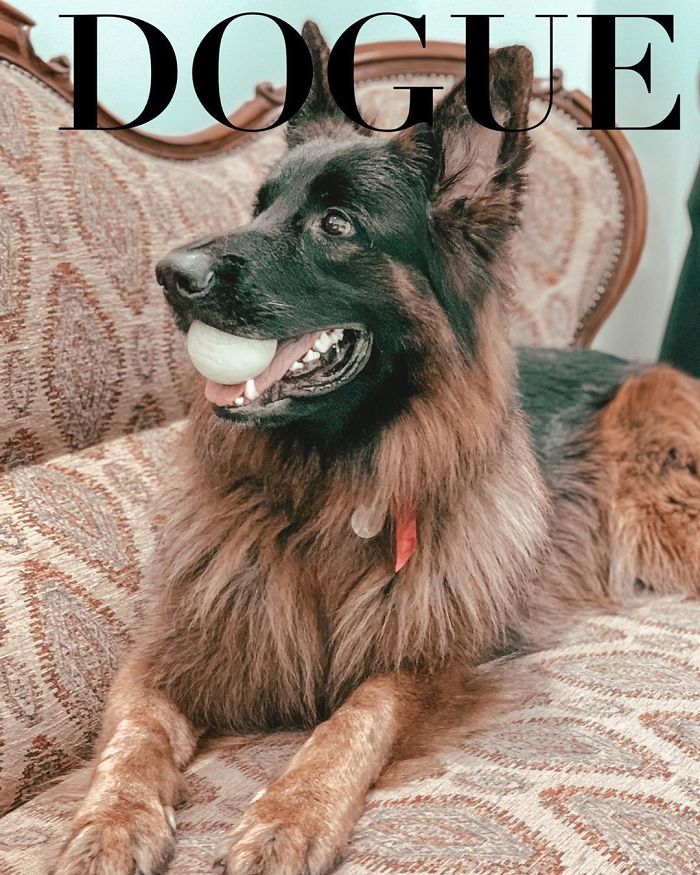 Vogue-Cover-Pets-Challenge