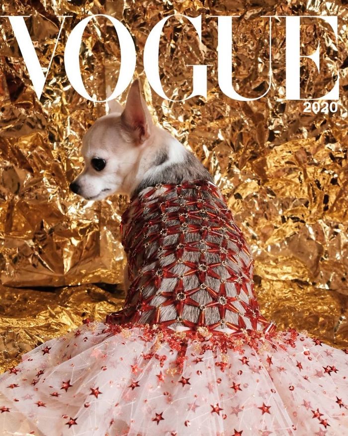 Vogue-Cover-Pets-Challenge