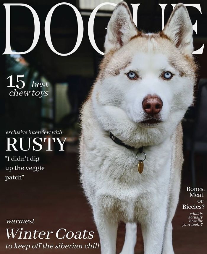 Vogue-Cover-Pets-Challenge