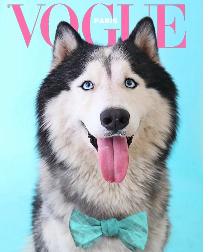 Vogue-Cover-Pets-Challenge