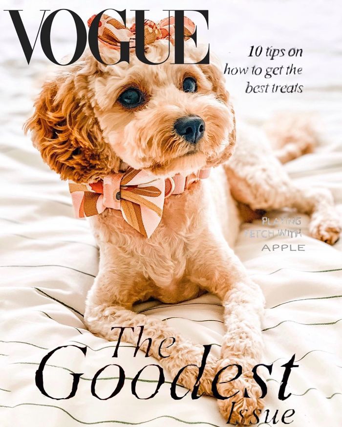 Vogue-Cover-Pets-Challenge