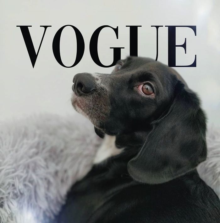 Vogue-Cover-Pets-Challenge