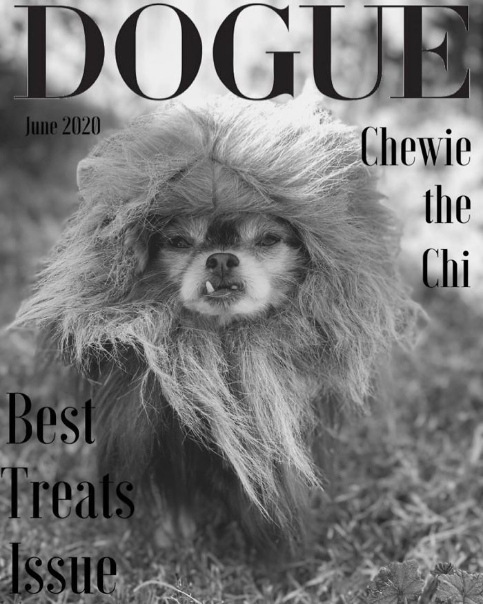Vogue-Cover-Pets-Challenge