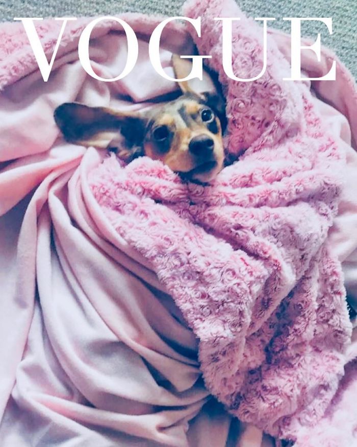 Vogue-Cover-Pets-Challenge