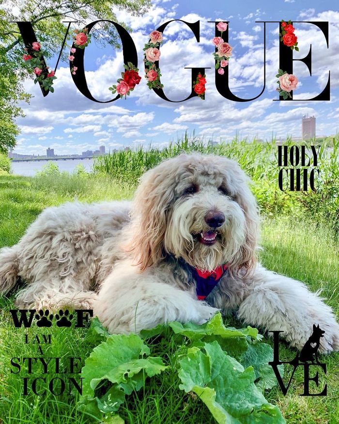 Vogue-Cover-Pets-Challenge