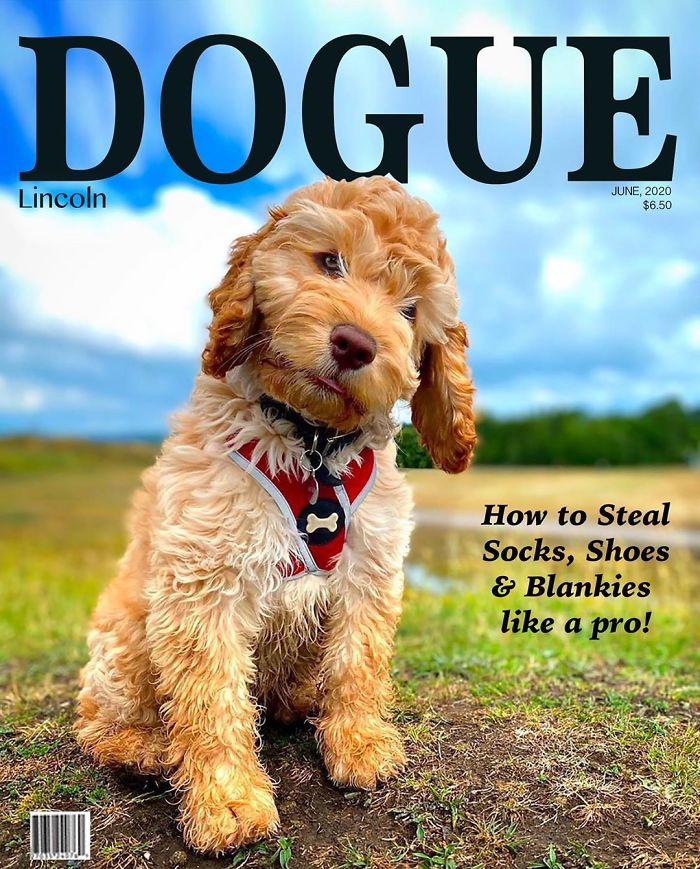 Vogue-Cover-Pets-Challenge