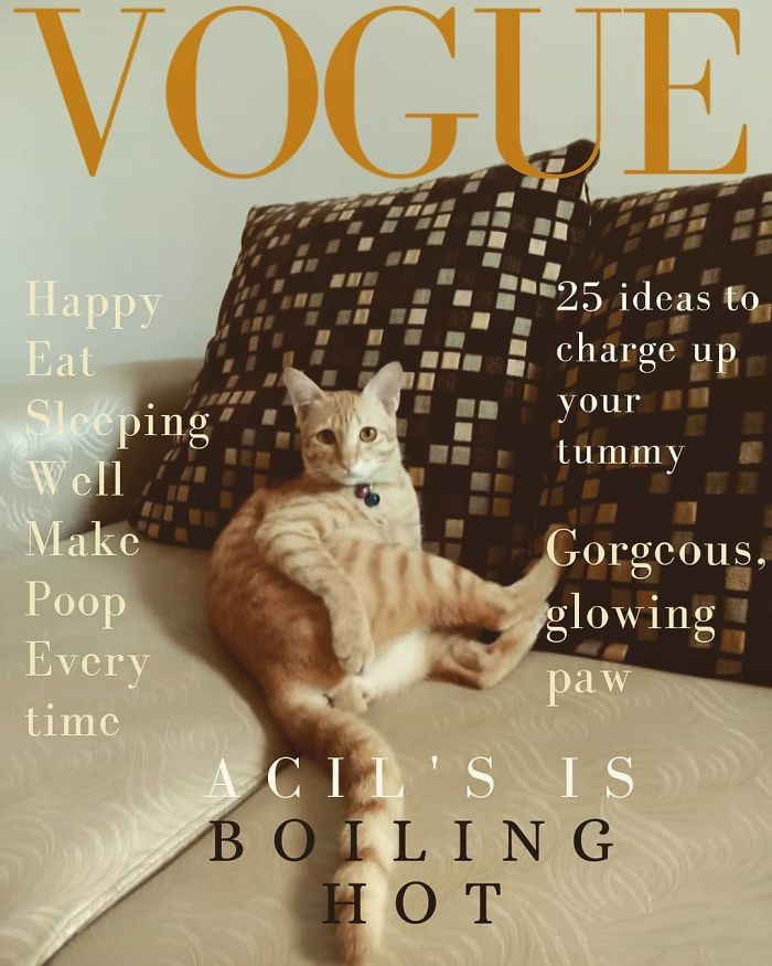 Vogue-Cover-Pets-Challenge