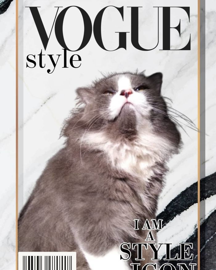 Vogue-Cover-Pets-Challenge