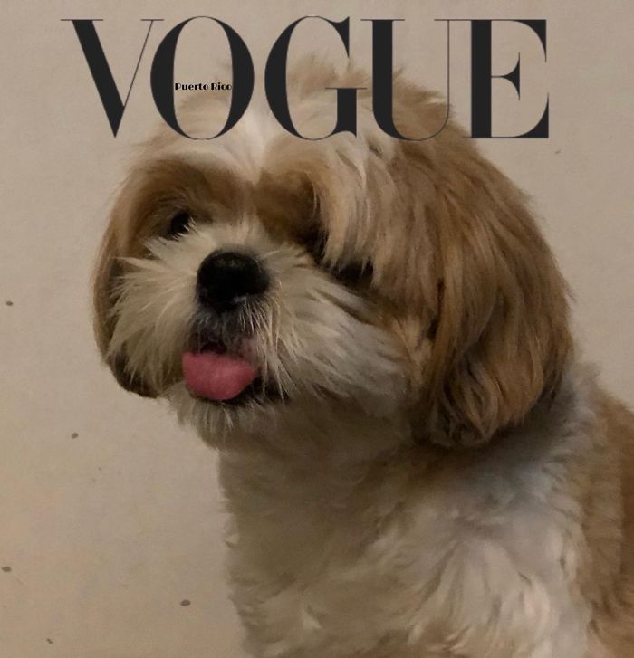 Vogue-Cover-Pets-Challenge