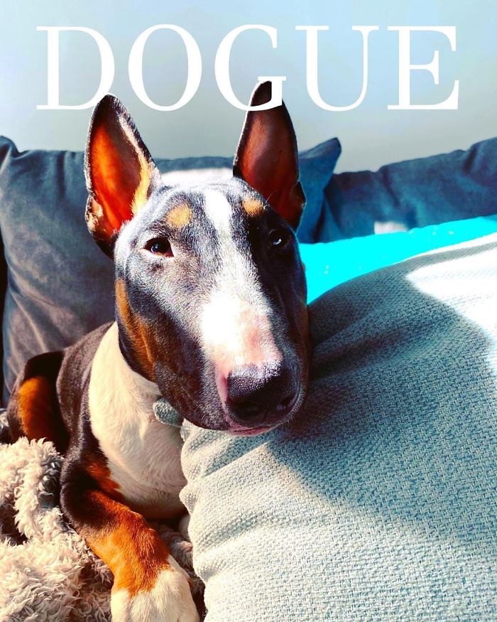 Vogue-Cover-Pets-Challenge