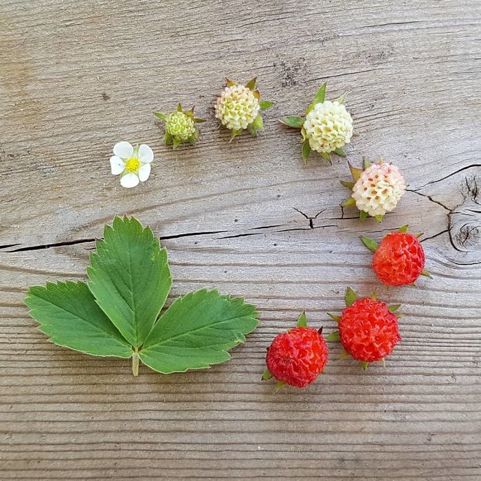 These Tiny Wild Strawberries, One Of Two Species Native To Atlantic Canada, Are Easy To Miss, Hiding Close To The Ground Under Their Much Larger Leaves