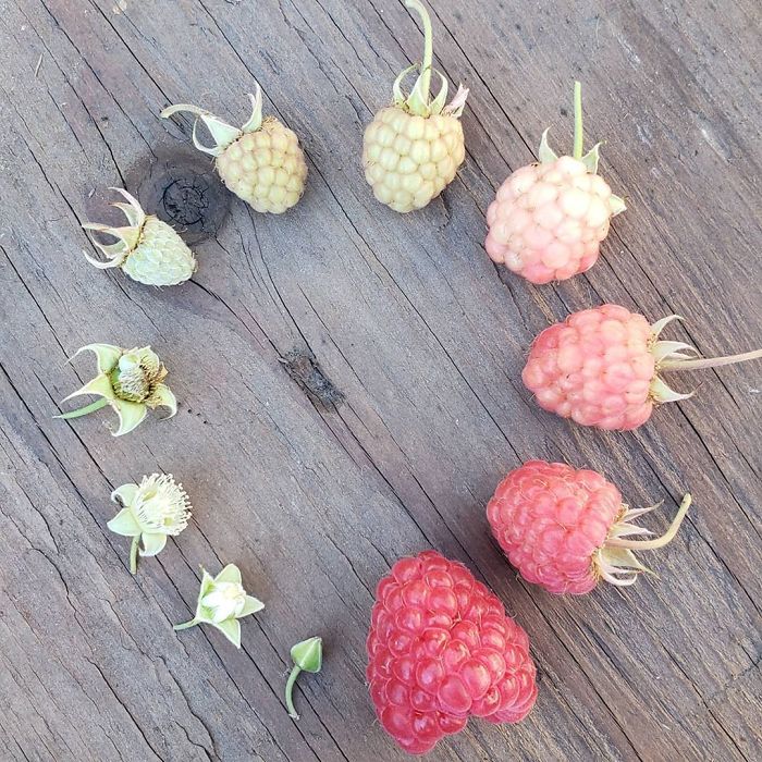 Life Cycle Of My Raspberries