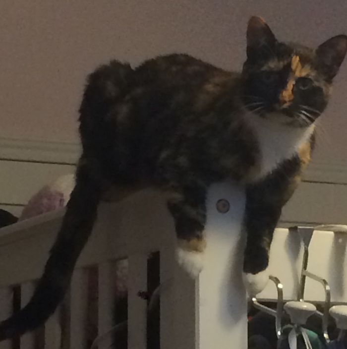 Stormy Likes To Sit Here