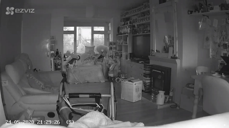 Woman Thinks That Her Dead Cat Visited Her Room Exactly One Year After She Died, Shows Footage