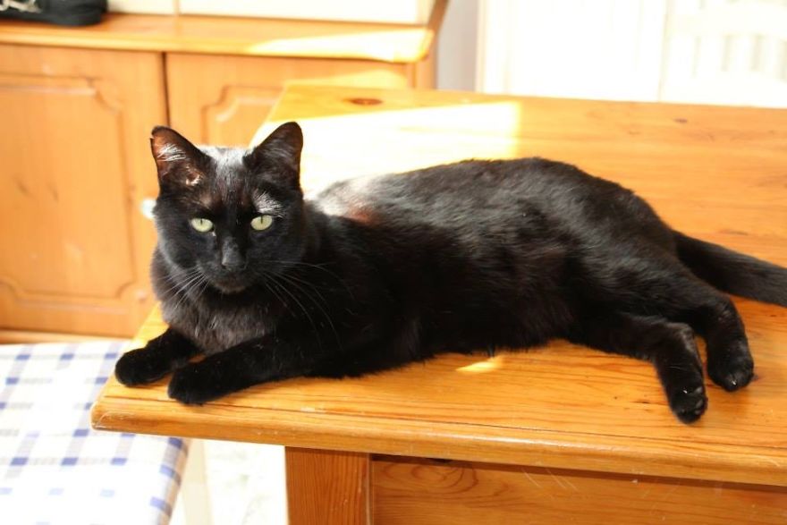 Woman Thinks That Her Dead Cat Visited Her Room Exactly One Year After She Died, Shows Footage