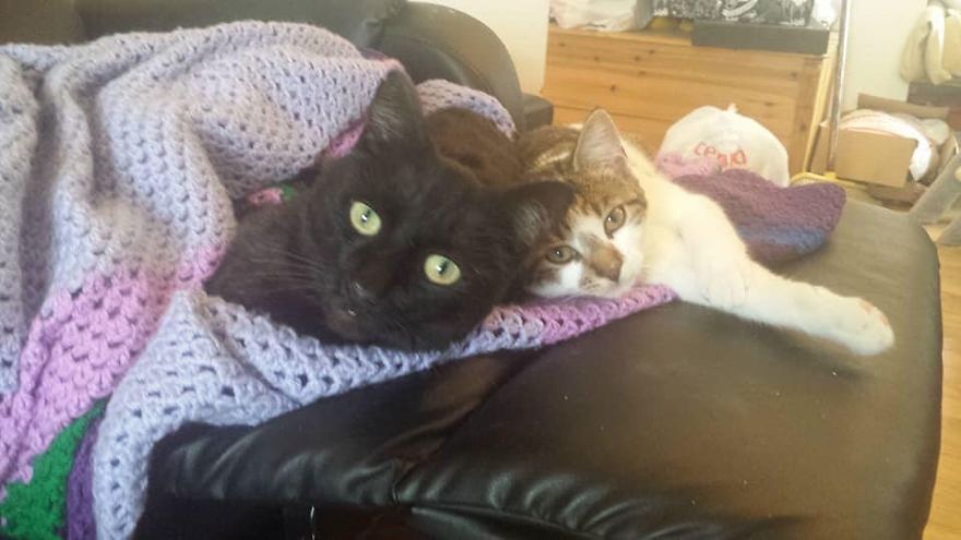 Woman Thinks That Her Dead Cat Visited Her Room Exactly One Year After She Died, Shows Footage