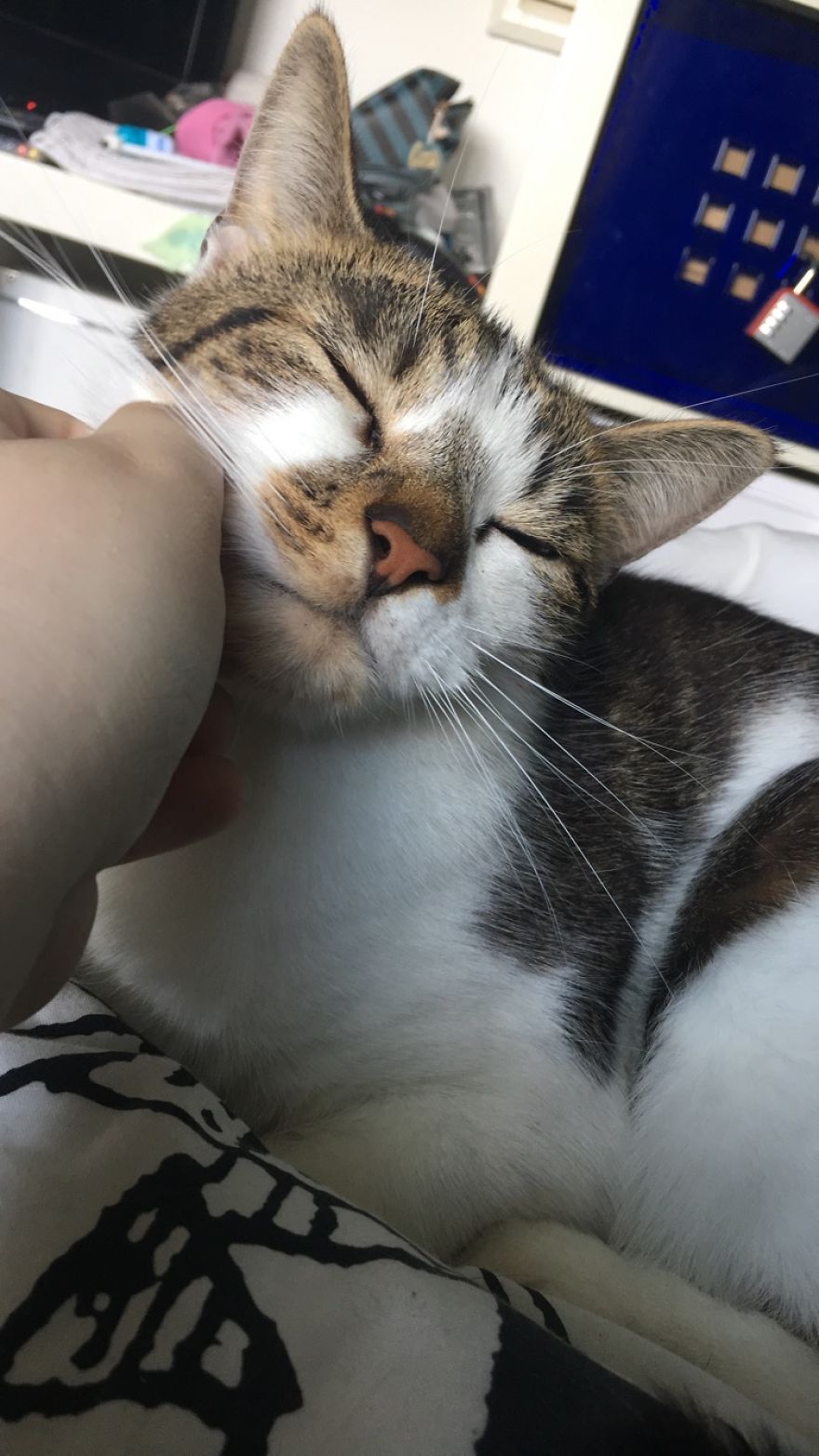 Woman Thinks That Her Dead Cat Visited Her Room Exactly One Year After She Died, Shows Footage