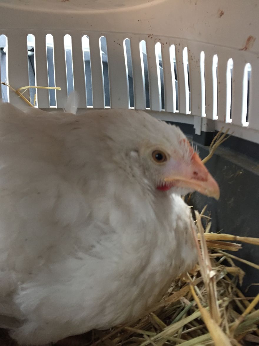 Heartwarming Story Of A Chicken Named Victoria Who Found A Loving Home After Escaping A Factory Farm