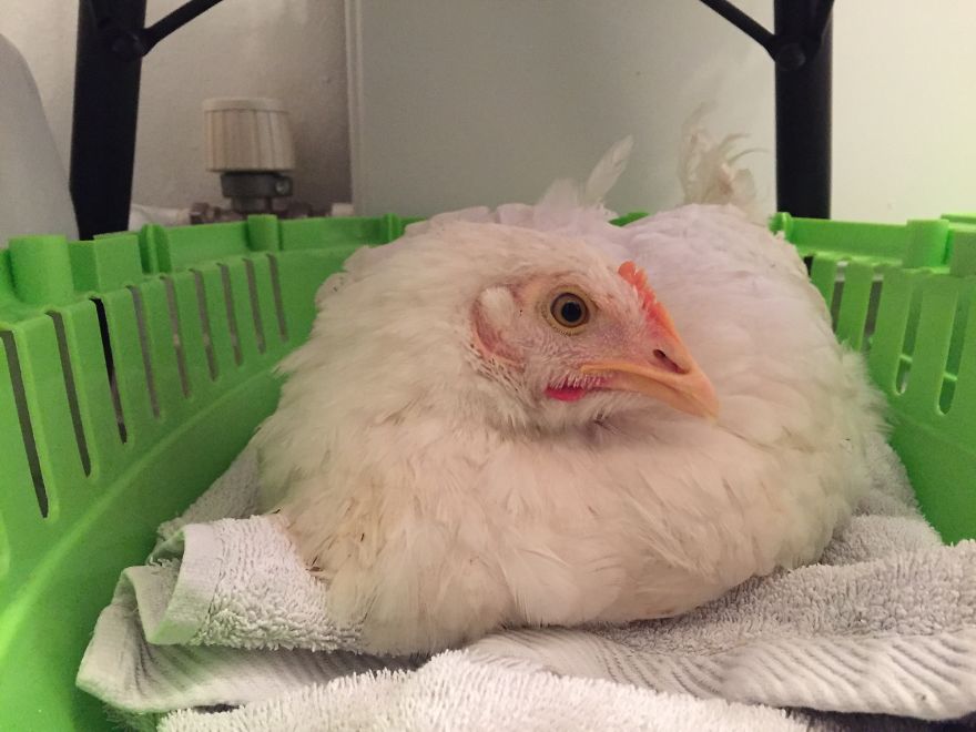 Heartwarming Story Of A Chicken Named Victoria Who Found A Loving Home After Escaping A Factory Farm