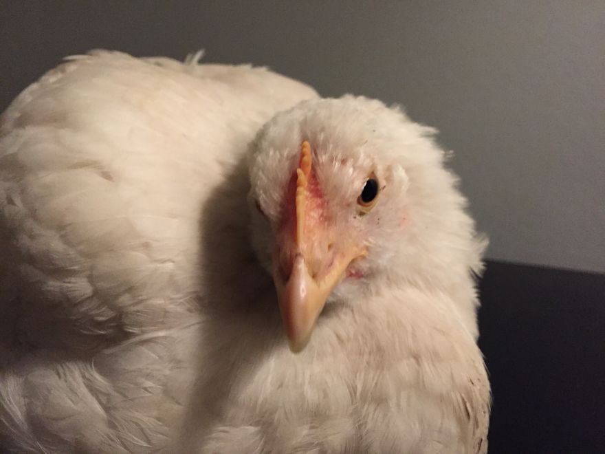 Heartwarming Story Of A Chicken Named Victoria Who Found A Loving Home After Escaping A Factory Farm